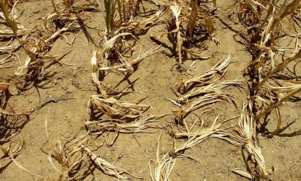 Καμπανάκι ΟΗΕ για επισιτιστική κρίση στην Συρία λόγω ξηρασίας